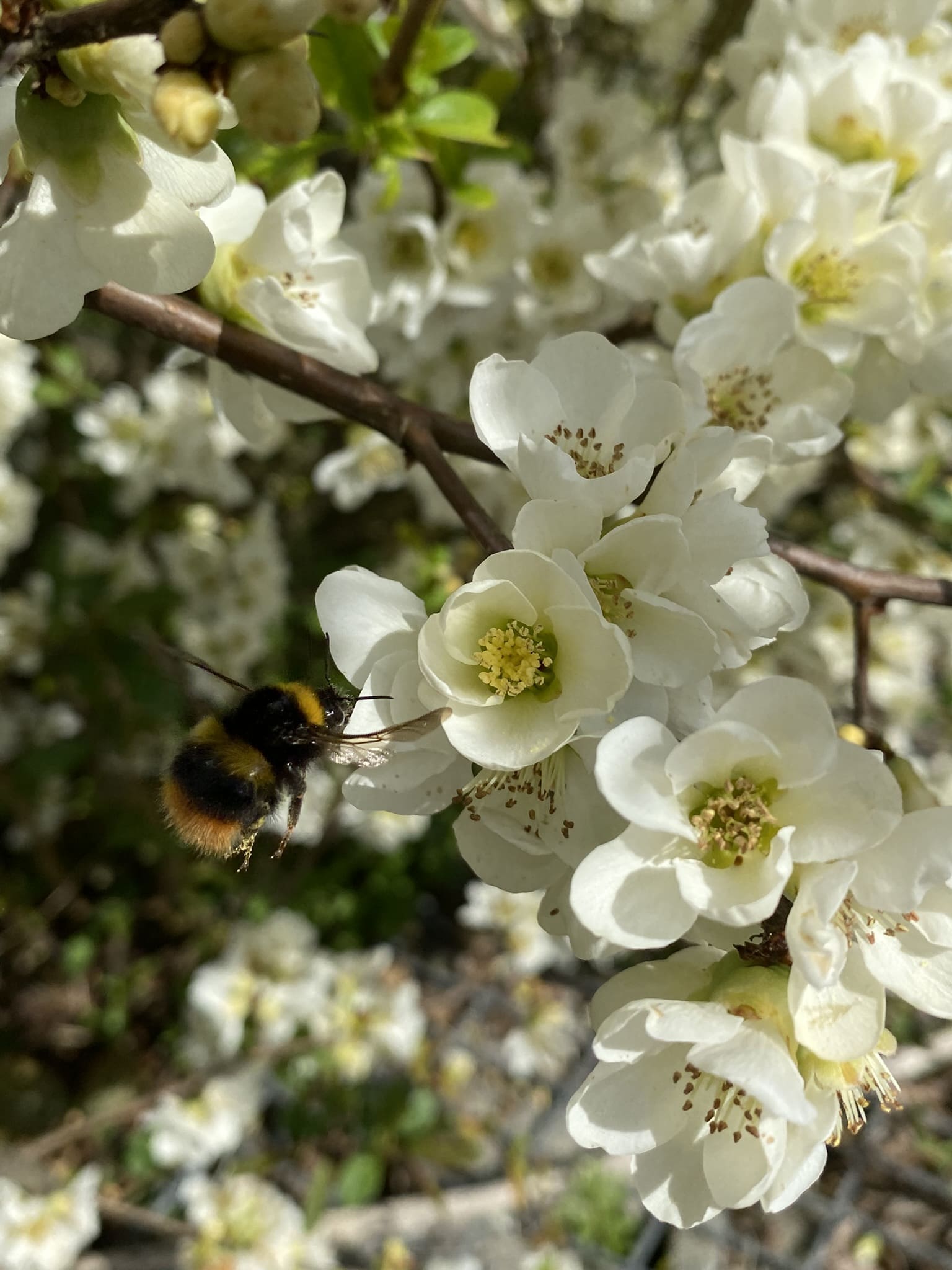 Hummel auf der weißen Blüte einer Zierquitte