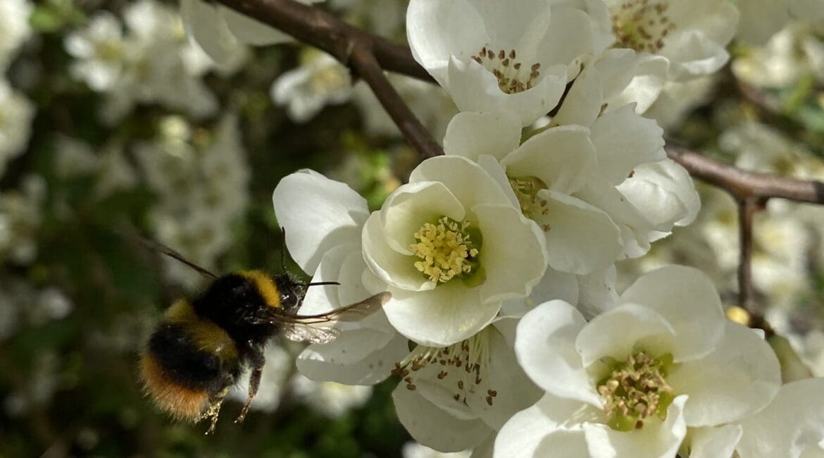Hummel auf der weißen Blüte einer Zierquitte