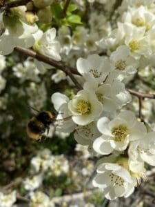 Hummel auf der weißen Blüte einer Zierquitte