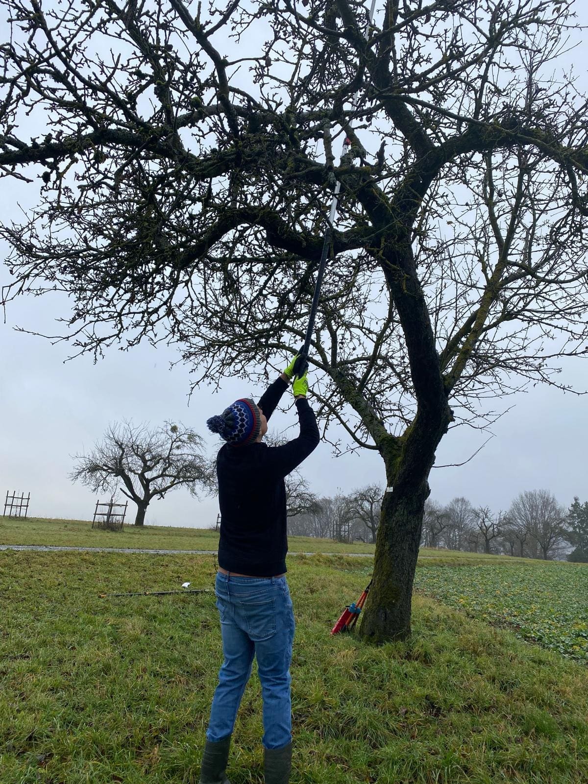 ein Mann mit Mütze sägt mit einer Teleskop Säge an einem Baum