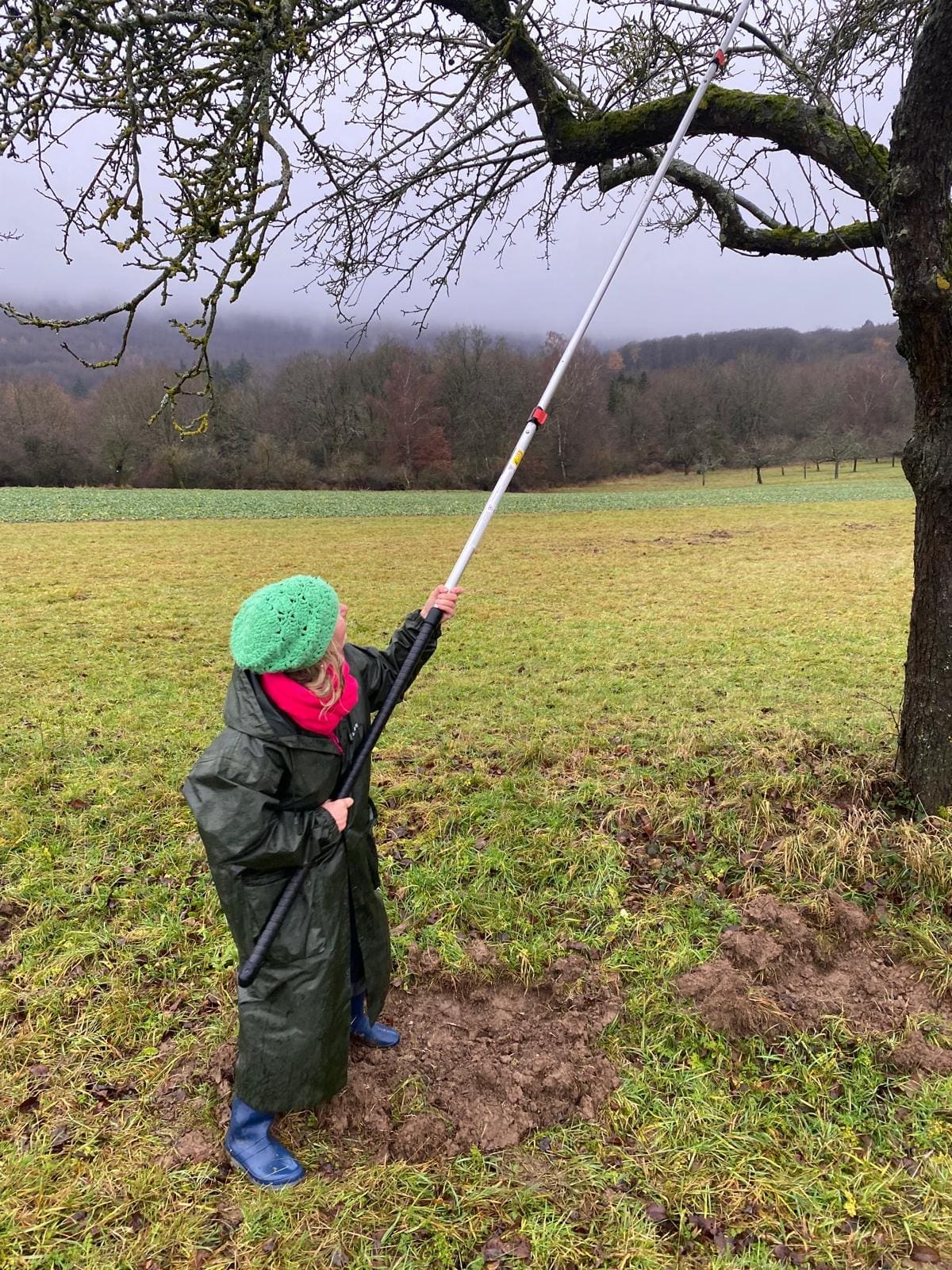 Frau mit Regenmantel, Gummistiefeln und Mütze sägte mit Blick nach oben mit Teleskopsäge am Baum