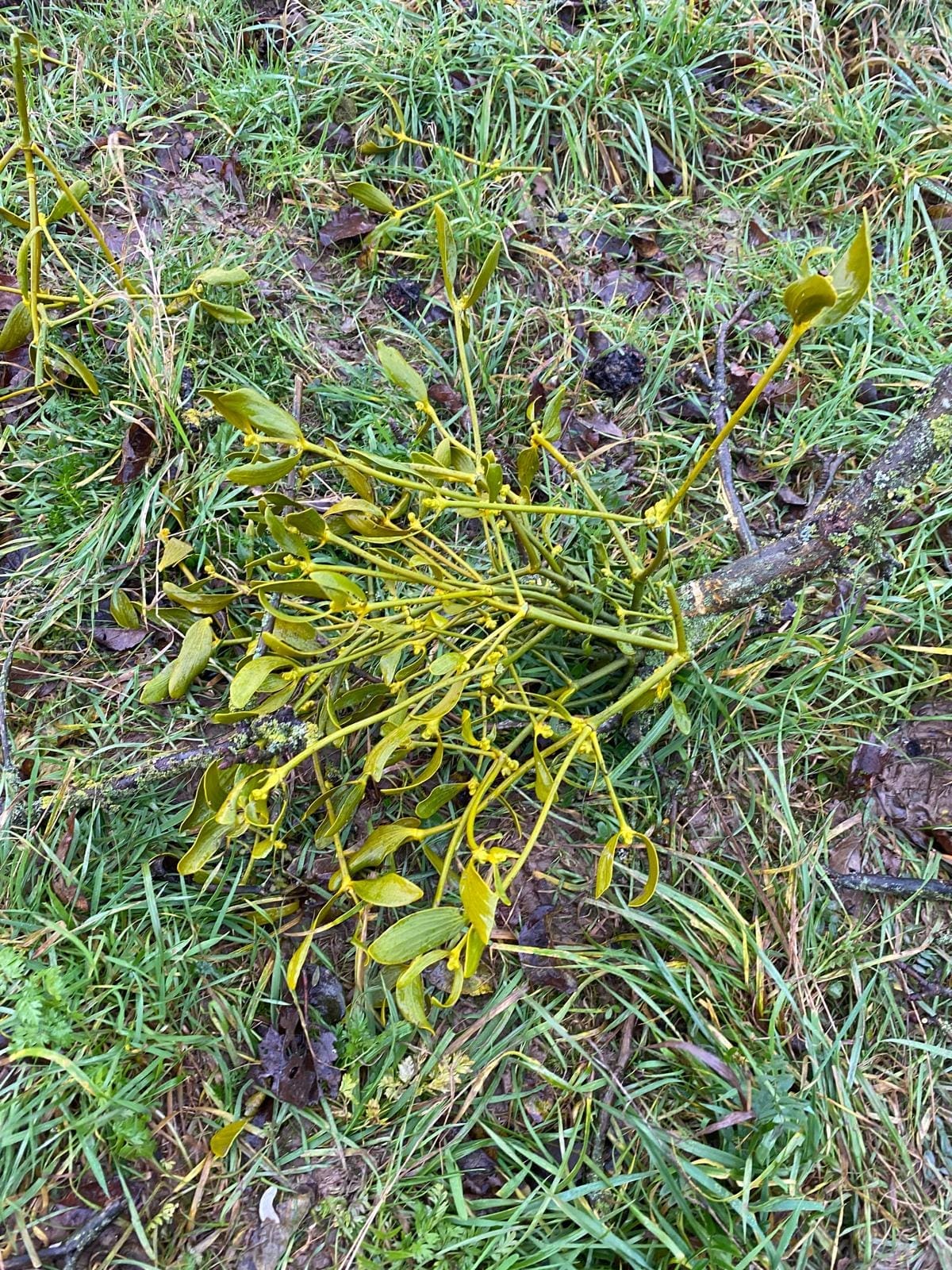 Männliche Mistel mit gelben Blätter liegt am Boden