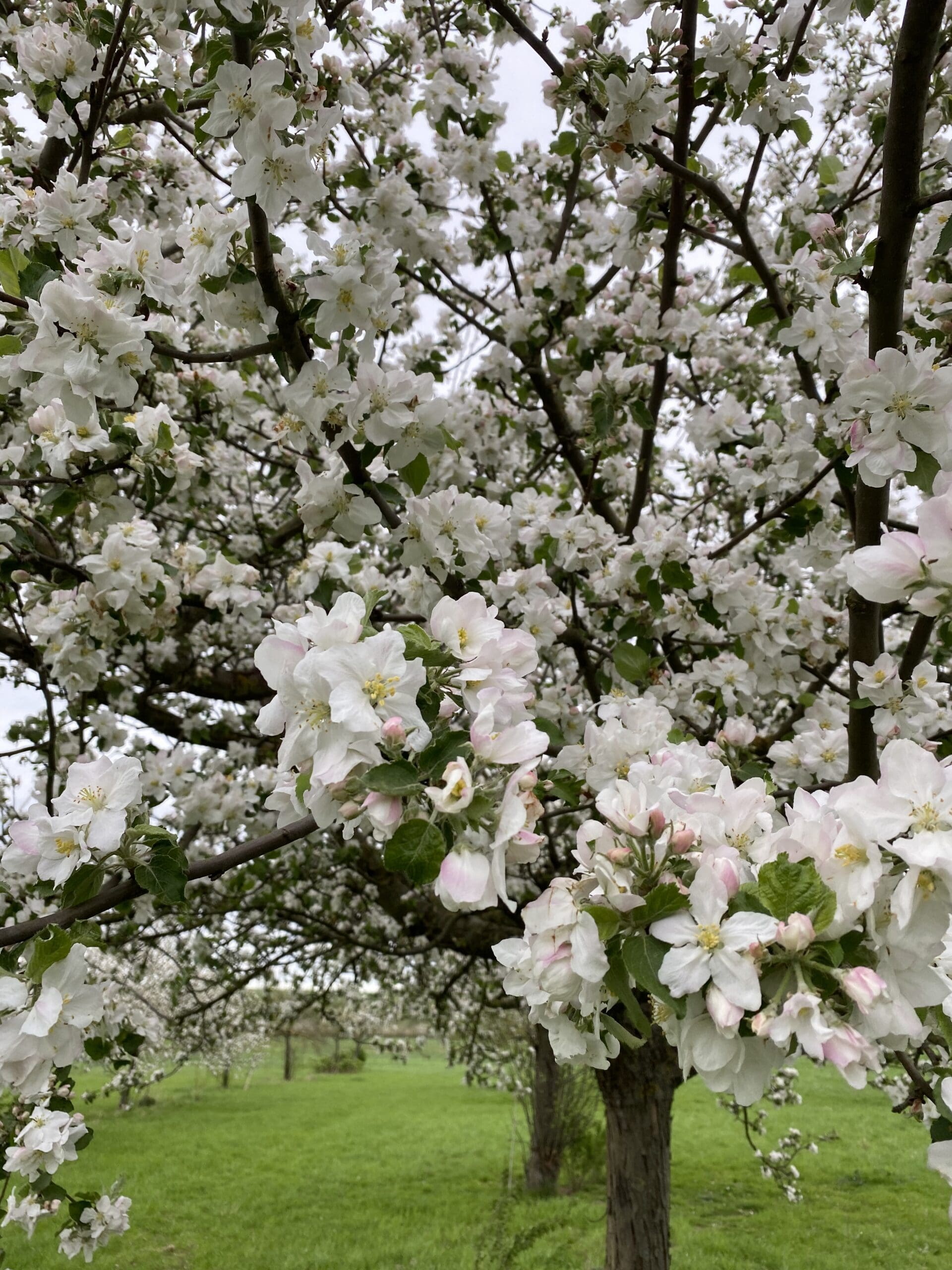 Apfelbaum in voller Blüte