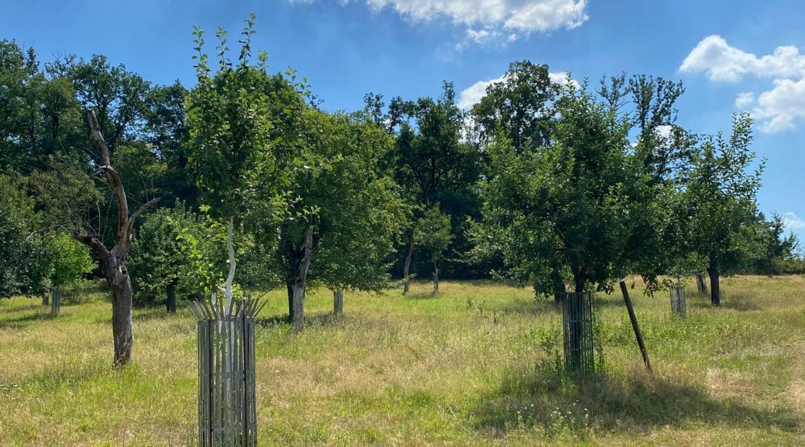 Streuobstwiese in Darmstadt-Eberstadt