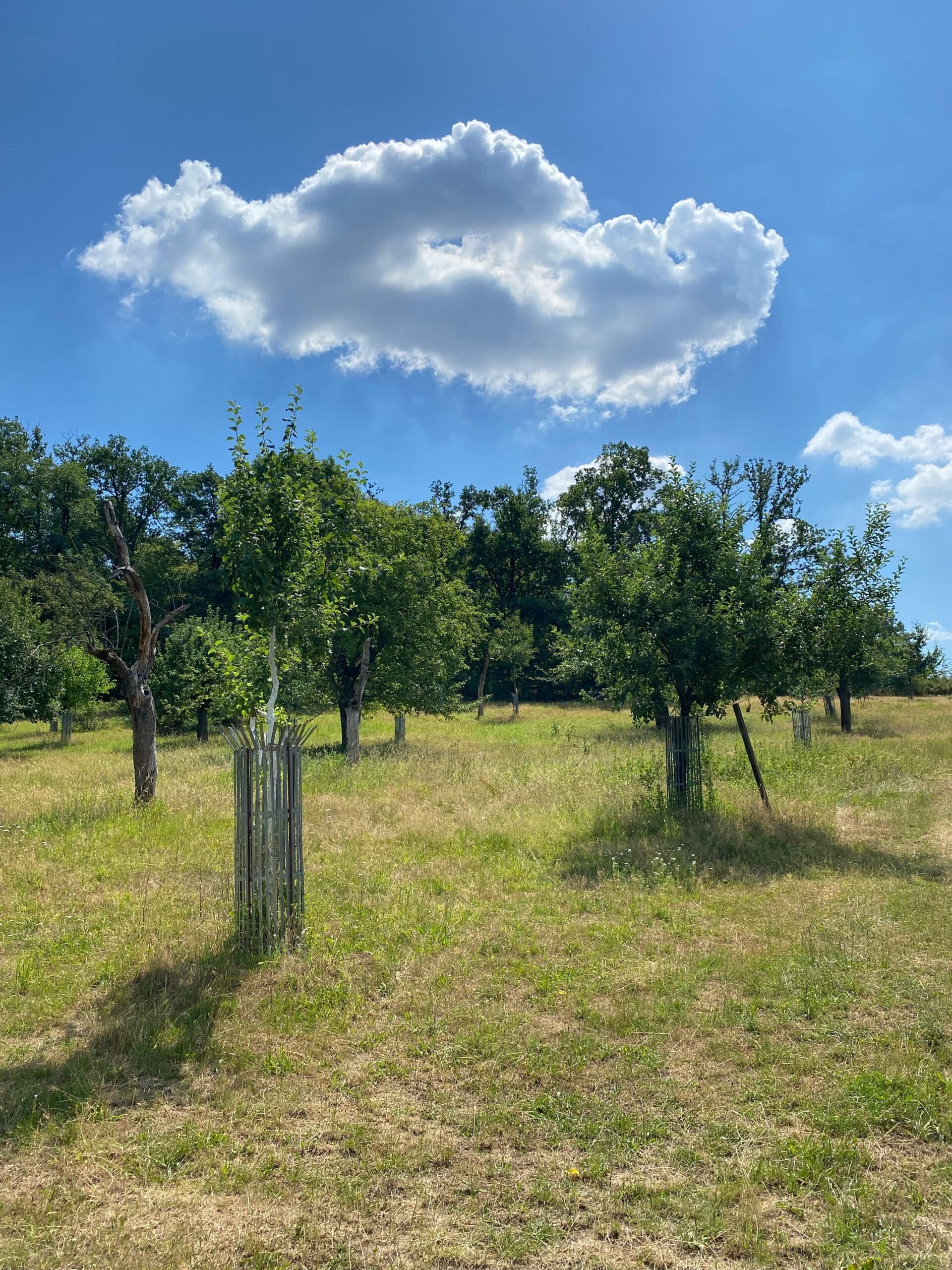 Streuobstwiese in Darmstadt-Eberstadt